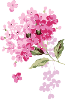 flowers & lilac free transparent png image.