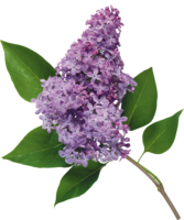 flowers & Lilac free transparent png image.