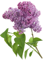 flowers & Lilac free transparent png image.