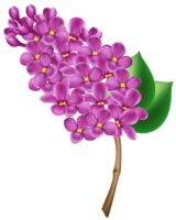 flowers & Lilac free transparent png image.