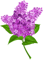 flowers & Lilac free transparent png image.