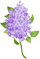 flowers & Lilac free transparent png image.