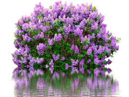 flowers & Lilac free transparent png image.