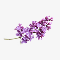 flowers & Lilac free transparent png image.