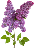 flowers & Lilac free transparent png image.