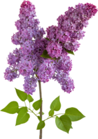 flowers & Lilac free transparent png image.