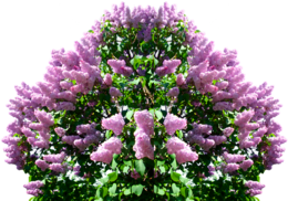 flowers & Lilac free transparent png image.