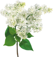 flowers & lilac free transparent png image.