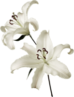 flowers&Lilium png image.