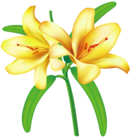 flowers & Lilium free transparent png image.