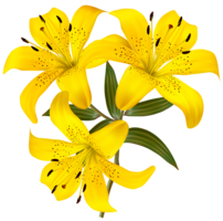 flowers & Lilium free transparent png image.