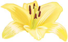 flowers & Lilium free transparent png image.