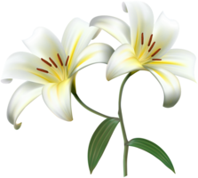 flowers & lilium free transparent png image.