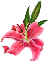 flowers & lilium free transparent png image.