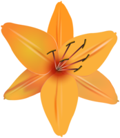 flowers & lilium free transparent png image.