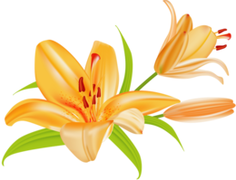 flowers & lilium free transparent png image.