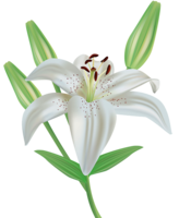 flowers & lilium free transparent png image.