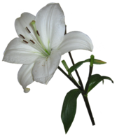 flowers & lilium free transparent png image.