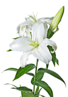 flowers & lilium free transparent png image.