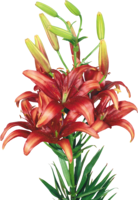 flowers & lilium free transparent png image.