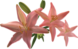 flowers & lilium free transparent png image.