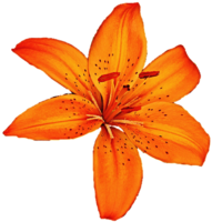 flowers & lilium free transparent png image.