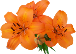 flowers & Lilium free transparent png image.