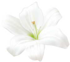 flowers & Lilium free transparent png image.