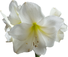 flowers & lilium free transparent png image.