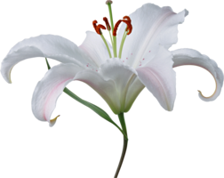 flowers & lilium free transparent png image.