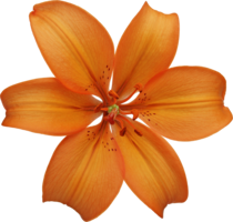 flowers & lilium free transparent png image.