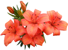 flowers & lilium free transparent png image.