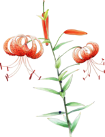 flowers & lilium free transparent png image.