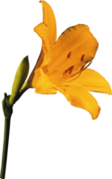 flowers & lilium free transparent png image.