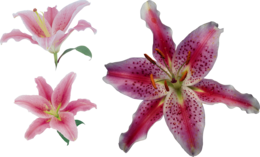 flowers & lilium free transparent png image.