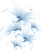 flowers & lilium free transparent png image.