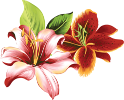 flowers & lilium free transparent png image.