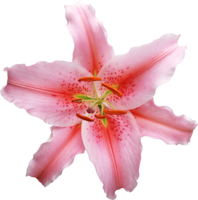 flowers & lilium free transparent png image.