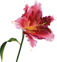 flowers & lilium free transparent png image.