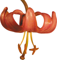 flowers & lilium free transparent png image.