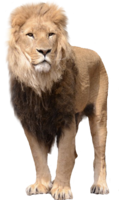 animals&Lion png image.