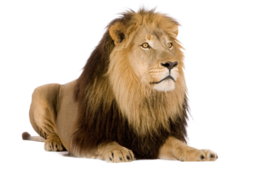 animals & lion free transparent png image.