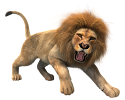 animals & lion free transparent png image.