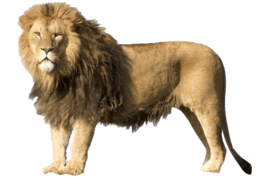 animals & lion free transparent png image.