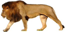 animals & lion free transparent png image.