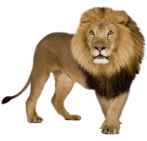 animals & lion free transparent png image.