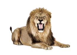 animals & lion free transparent png image.