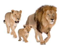 animals & lion free transparent png image.