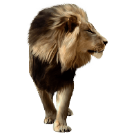 animals & lion free transparent png image.