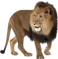 animals & lion free transparent png image.